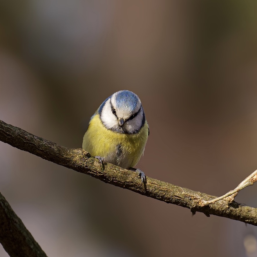 Blue tit on a branch